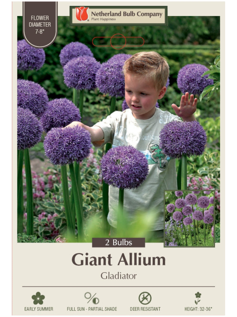 Allium 'Gladiator' - Bulb Pack